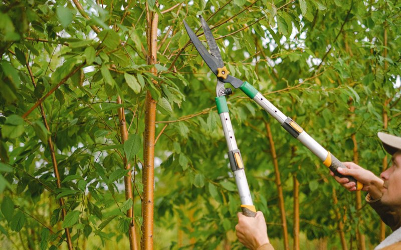 Tree trimming in Barneveld, WI